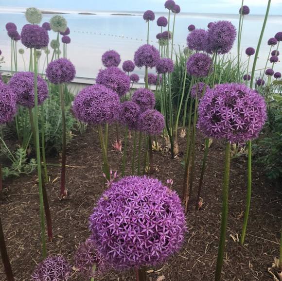 Meet your Posher, Js - Picture 1 of 1